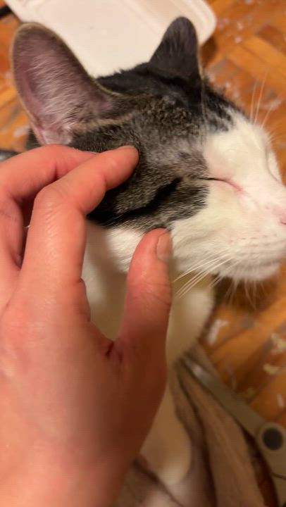 Enlarge Karwai, a ADOPTABLE Domestic Short Hair in Montreal, QC video 2/4