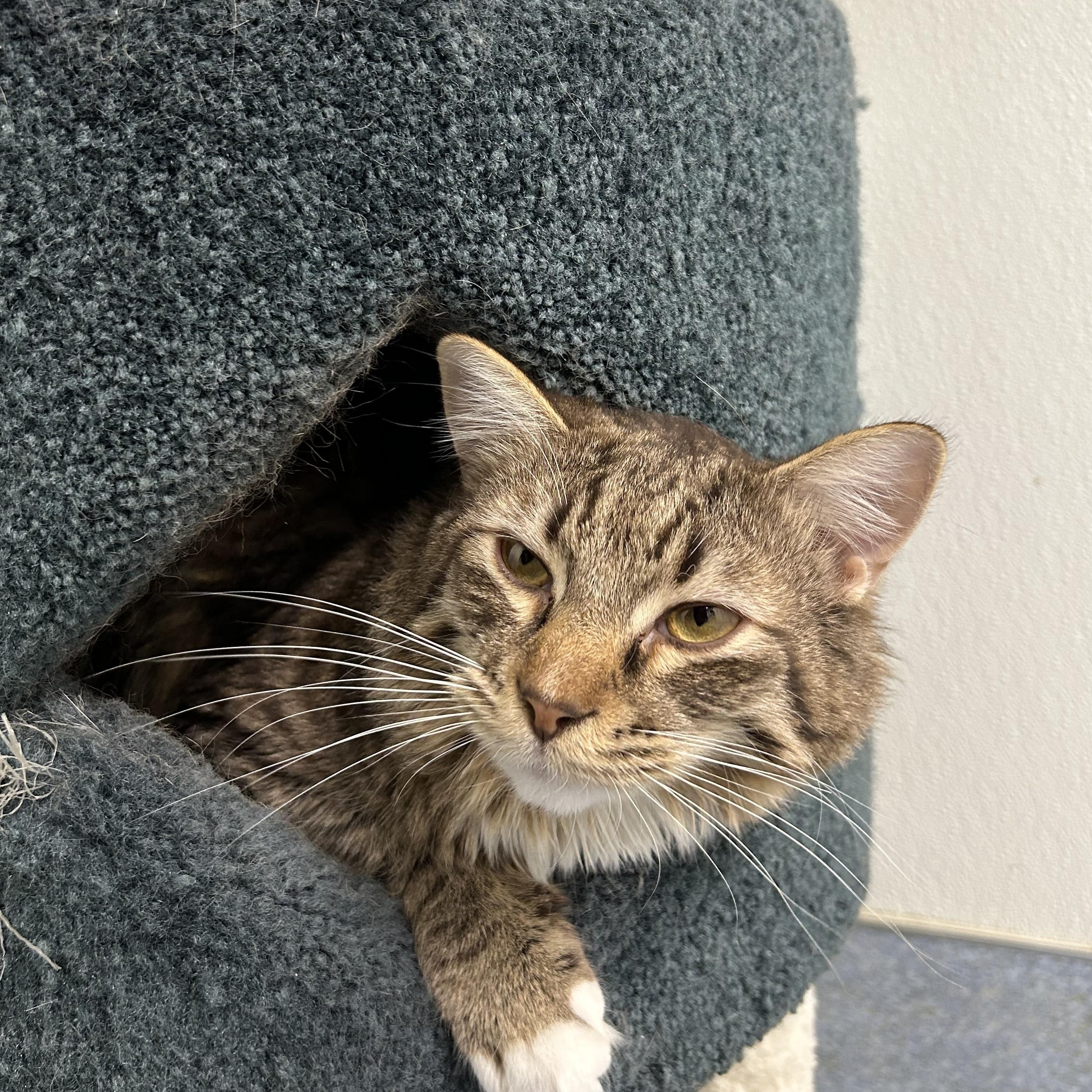 Enlarge Jupiter, a ADOPTABLE Domestic Long Hair in El Cajon, CA image 2/2