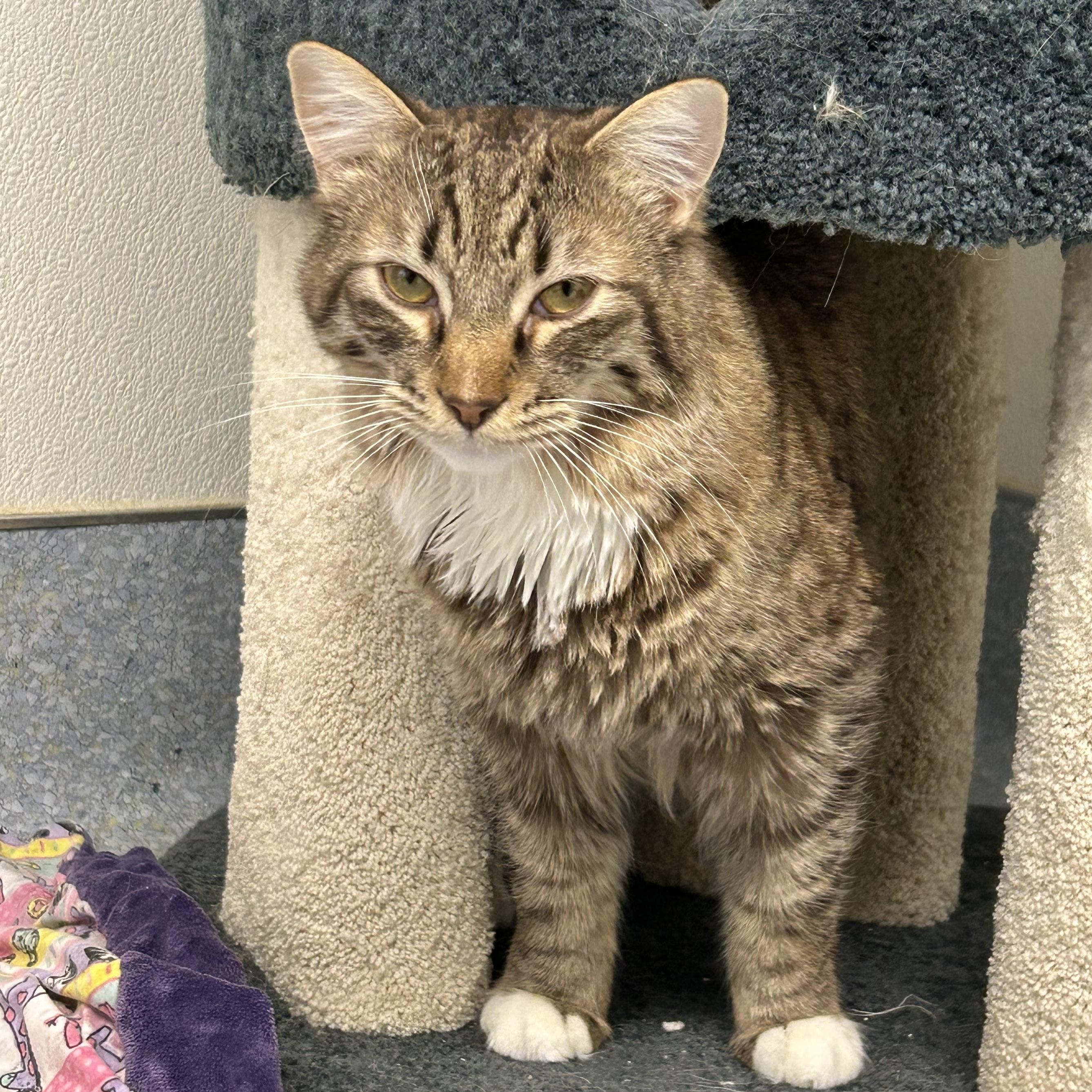 Enlarge Jupiter, a ADOPTABLE Domestic Long Hair in El Cajon, CA image 1/2