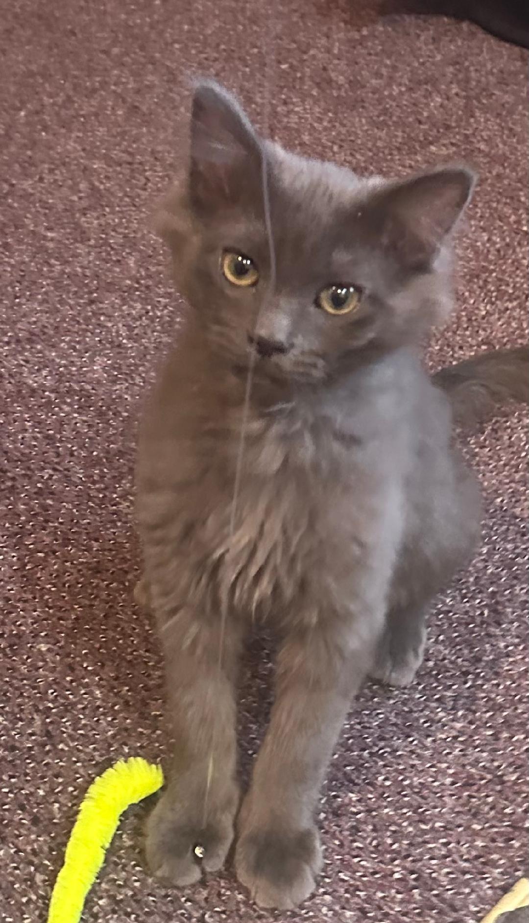 Hominy, an adopted mixed breed in Lombard, IL image 4/6