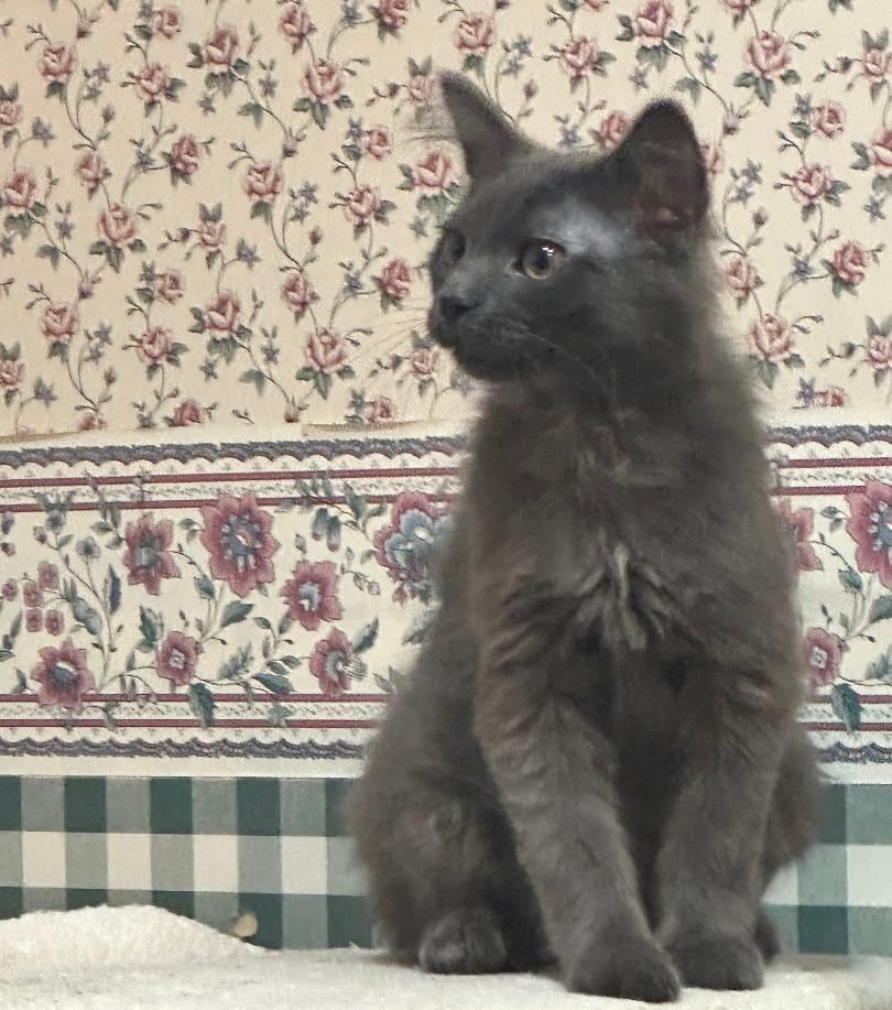 Hominy, an adopted mixed breed in Lombard, IL image 2/6