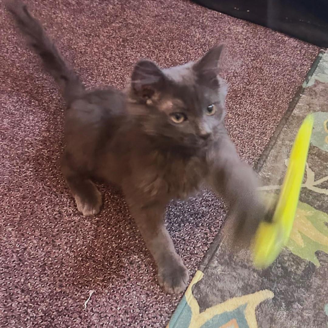 Hominy, an adopted mixed breed in Lombard, IL image 3/6