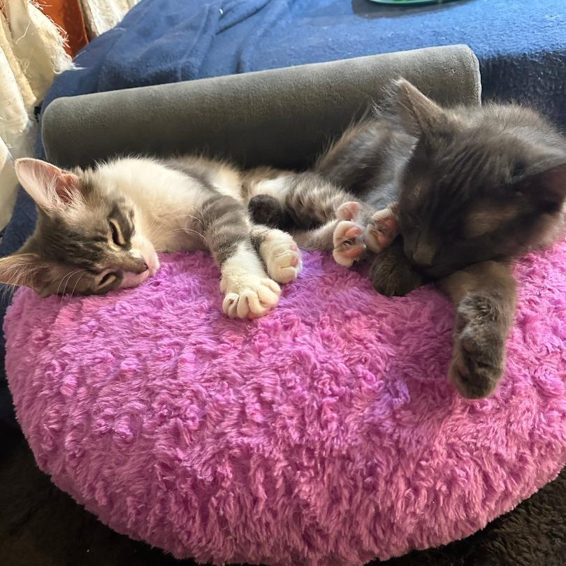 Hominy, an adopted mixed breed in Lombard, IL image 6/6