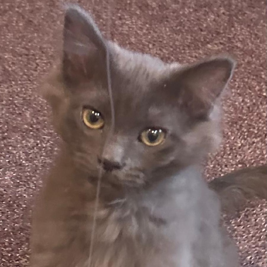 Hominy, adopted, Kitten Male Russian Blue & Domestic Long Hair.