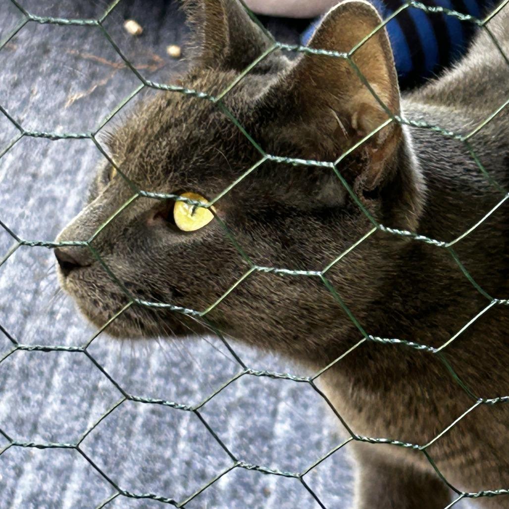 Enlarge Neo, a Adoptable Domestic Short Hair in Pleasanton, CA image 1/4