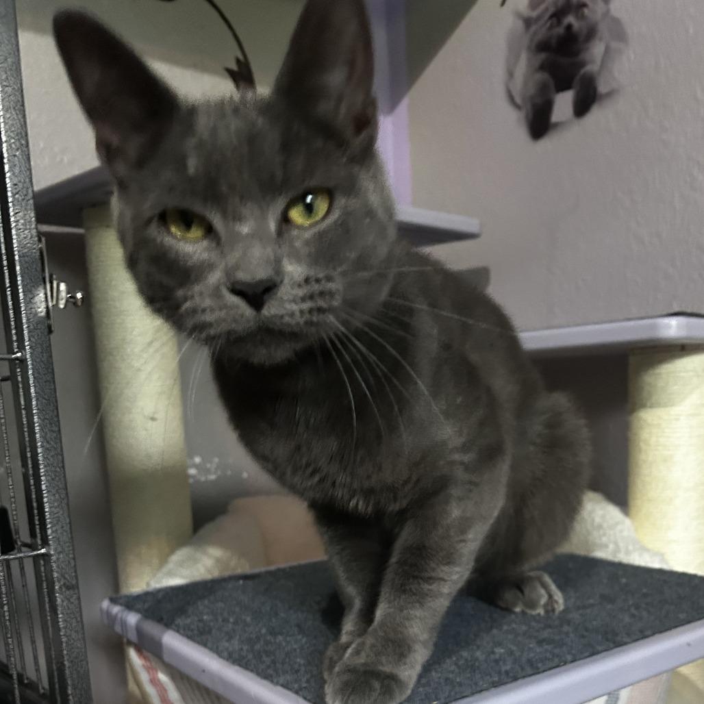 Enlarge Neo, a Adoptable Domestic Short Hair in Pleasanton, CA image 2/4
