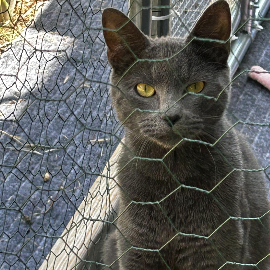 Enlarge Neo, a Adoptable Domestic Short Hair in Pleasanton, CA image 3/4