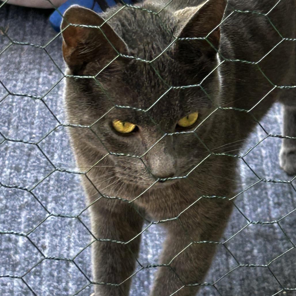 Enlarge Neo, a Adoptable Domestic Short Hair in Pleasanton, CA image 4/4