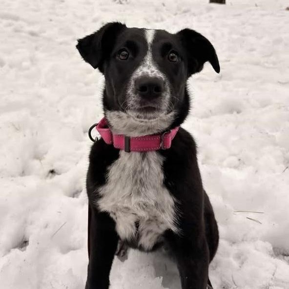 ADDIE, Adoptable, Young Female Mixed Breed.