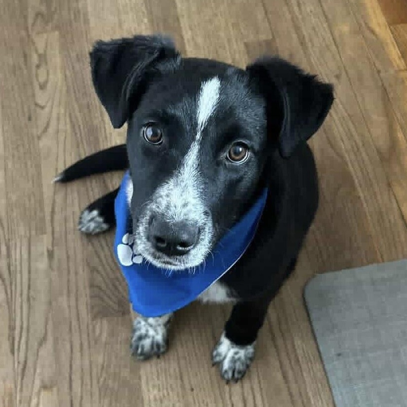 Enlarge ADDIE, a Adoptable mixed breed in Cranston, RI image 2/3