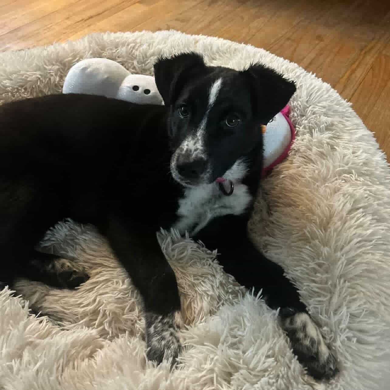 Enlarge ADDIE, a Adoptable mixed breed in Cranston, RI image 3/3