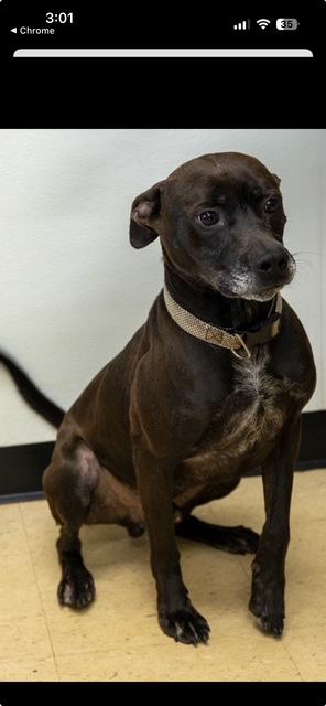 Enlarge William, a Adoptable mixed breed in Winston, GA image 1/3