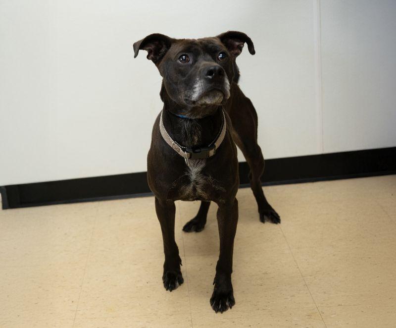 Enlarge William, a Adoptable mixed breed in Winston, GA image 2/3