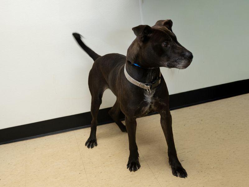 Enlarge William, a Adoptable mixed breed in Winston, GA image 3/3