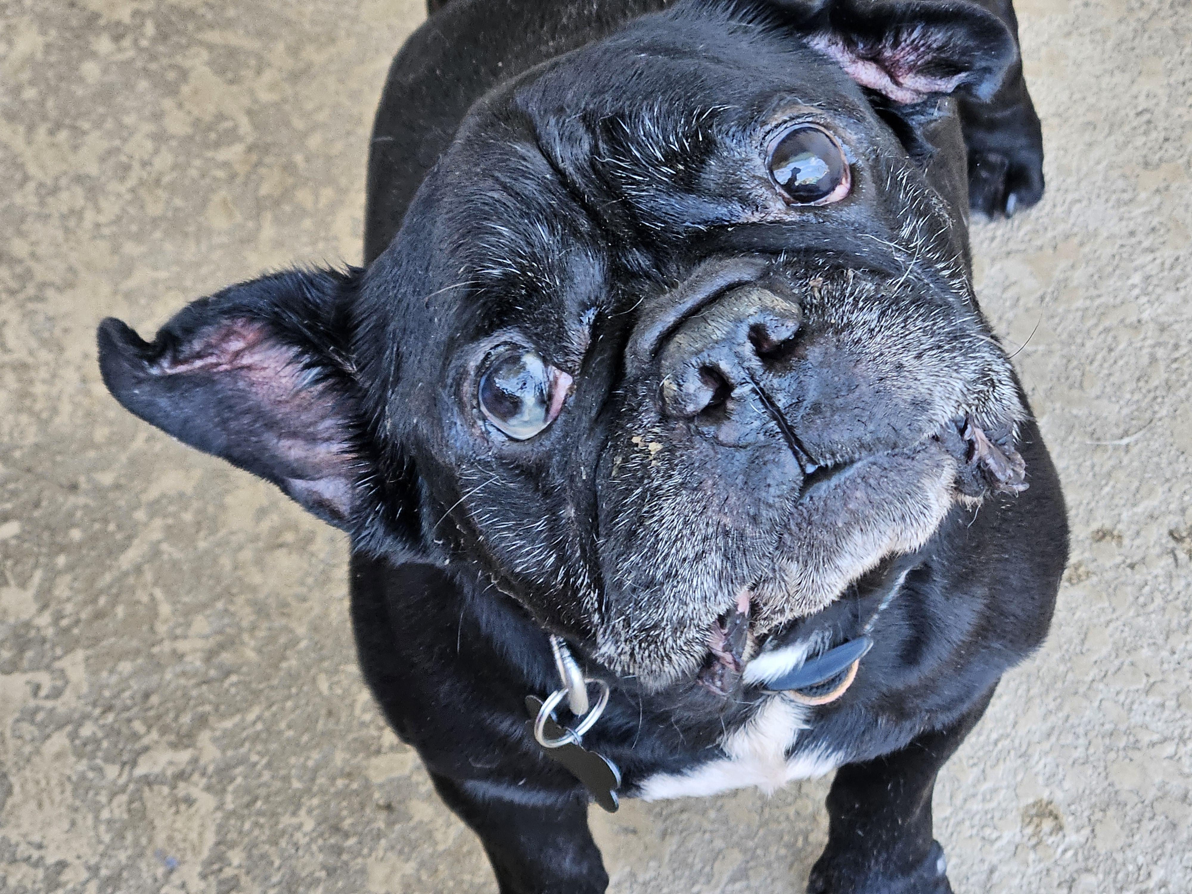 Stitch, ADOPTABLE, Senior Male French Bulldog.