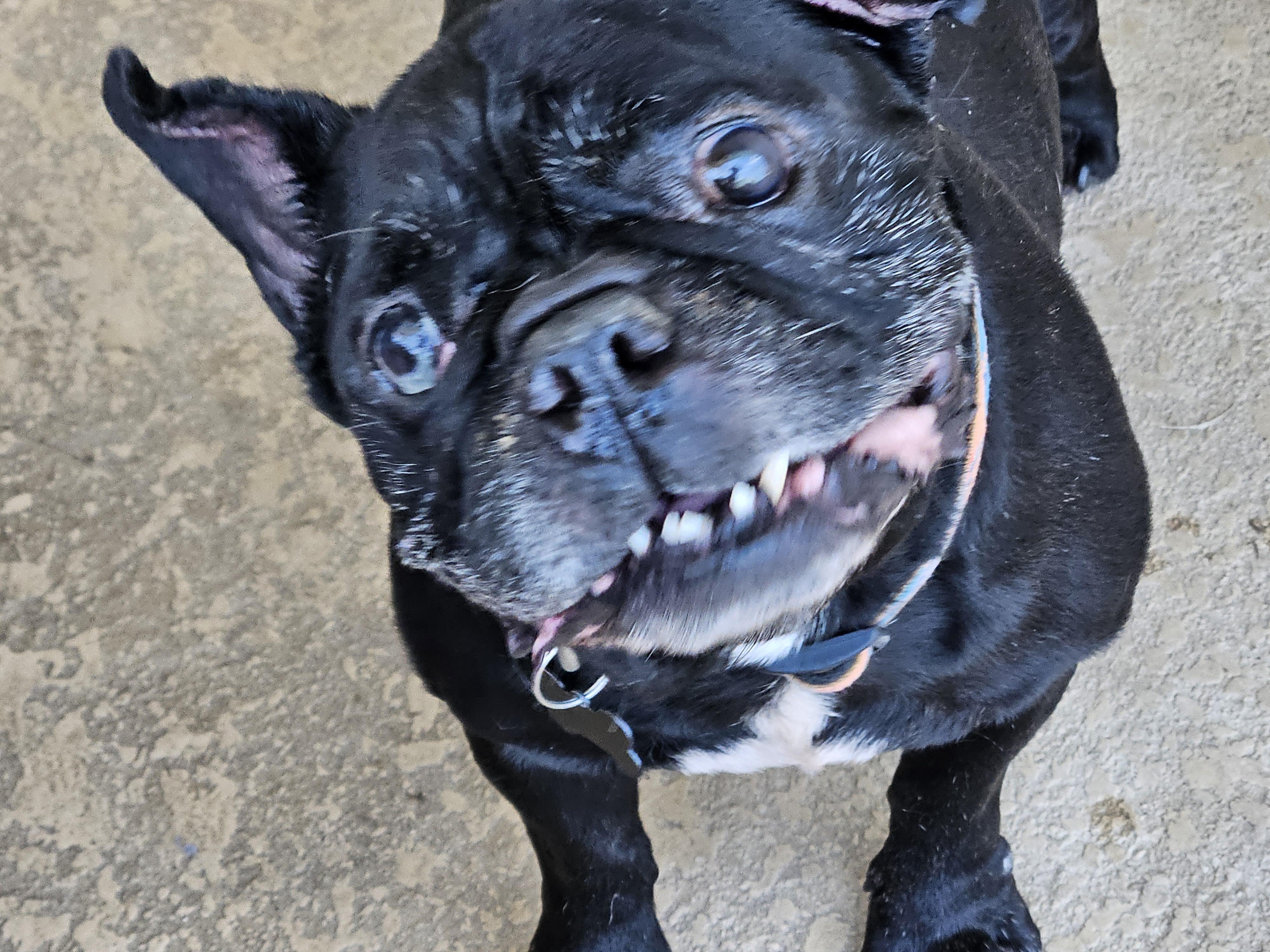 Stitch, a ADOPTABLE French Bulldog in Cape Coral, FL image 2/2