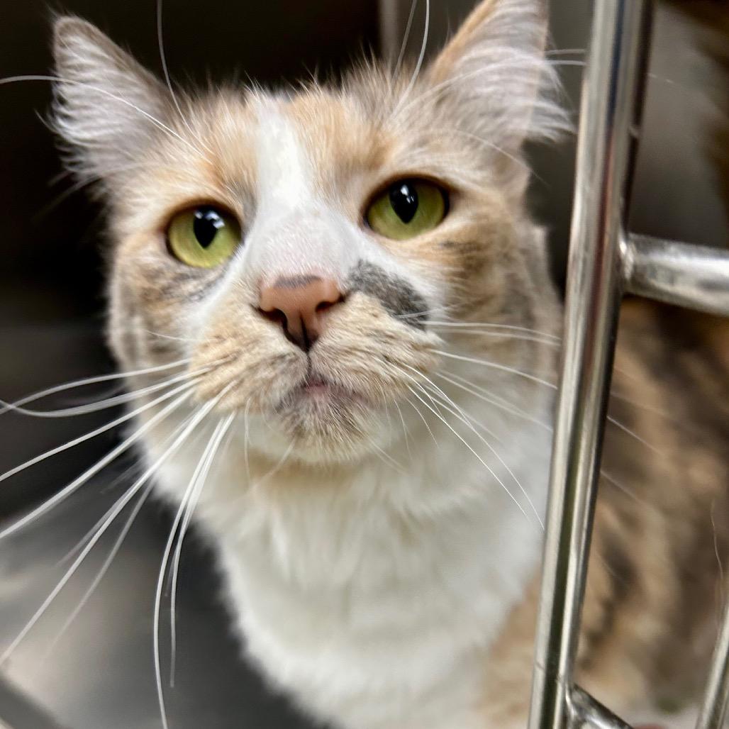 Enlarge Ms. Kitty, a Adoptable Domestic Long Hair in Hannibal, MO image 1/2