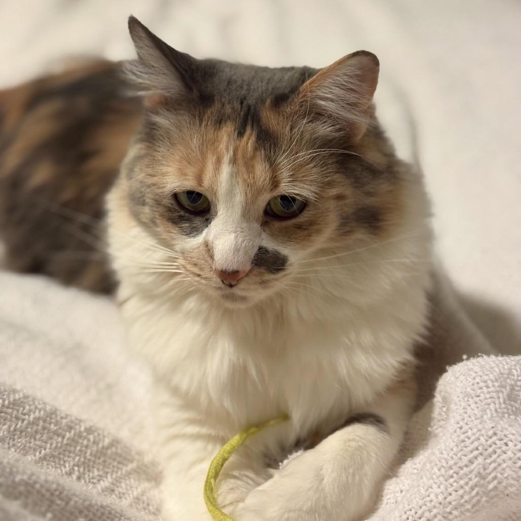 Enlarge Ms. Kitty, a Adoptable Domestic Long Hair in Hannibal, MO image 2/2