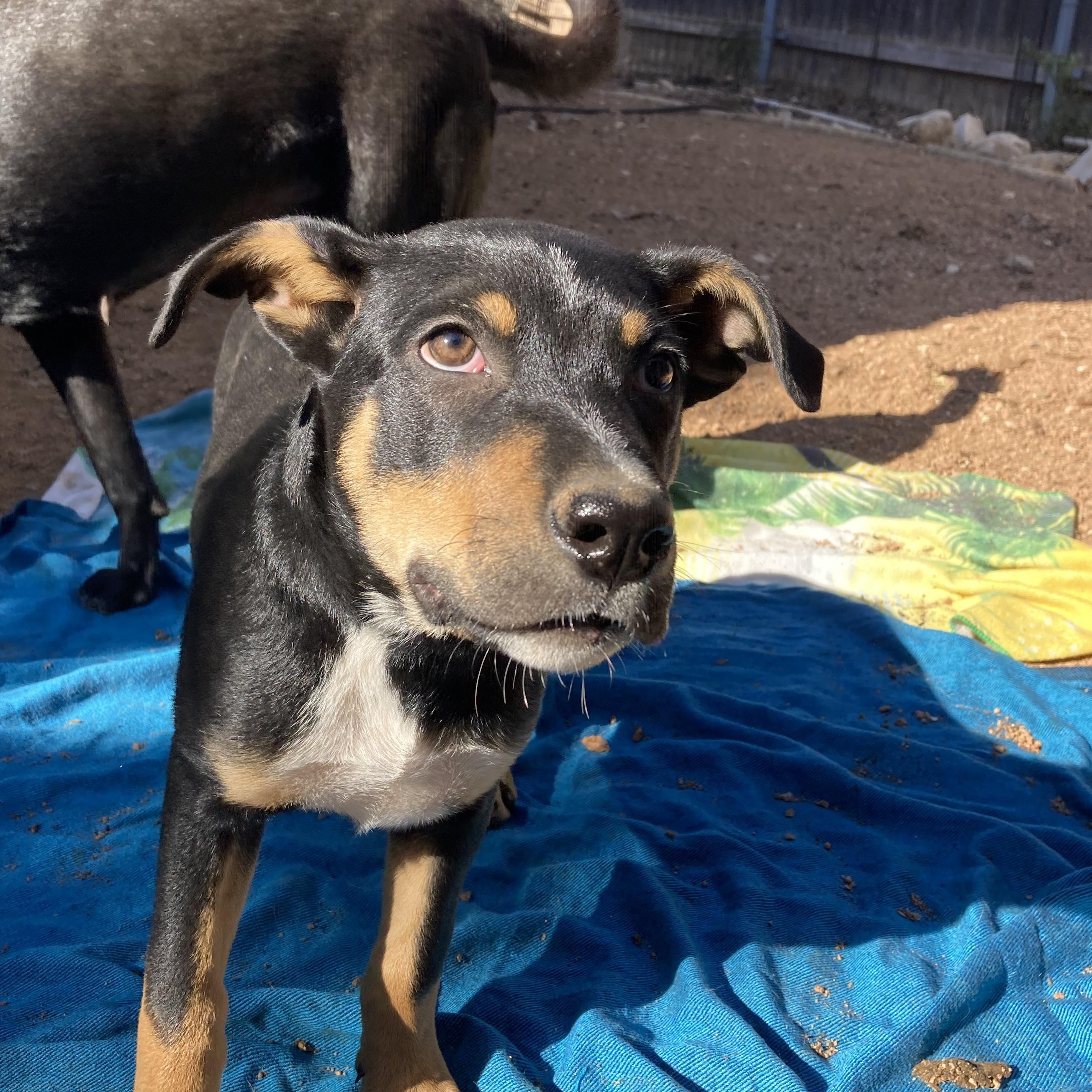 Gaston — thumbnail 3