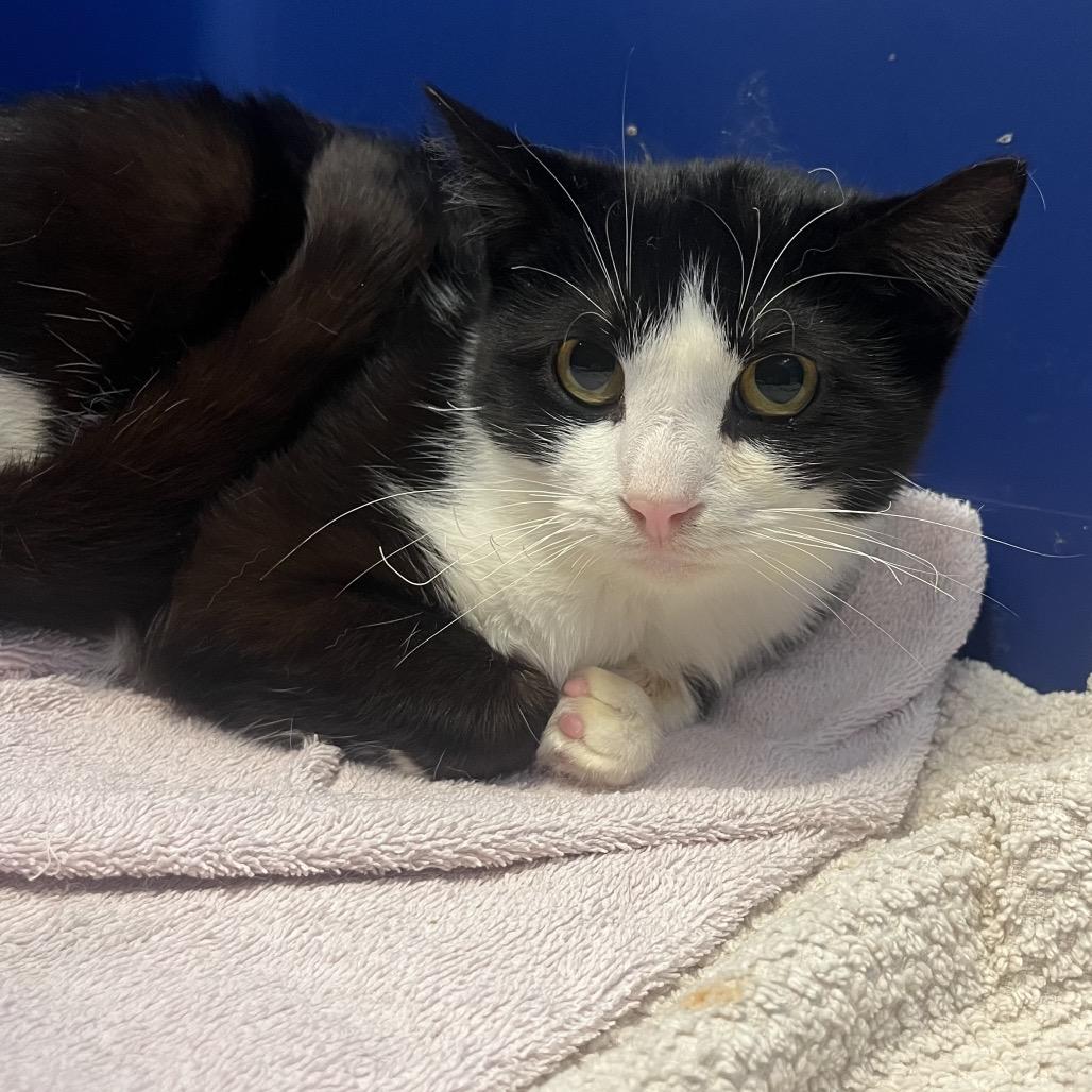 Enlarge Merida-I'm in a foster home! Call to meet with me!, a Adoptable Domestic Short Hair in Bristol, IN image 1/6