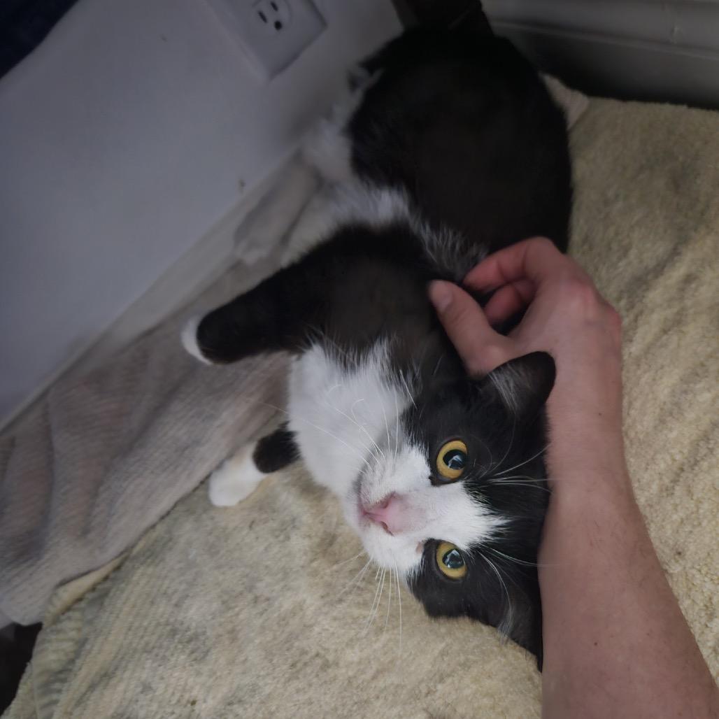 Merida-I'm in a foster home! Call to meet with me!, a Adoptable Domestic Short Hair in Bristol, IN image 2/6