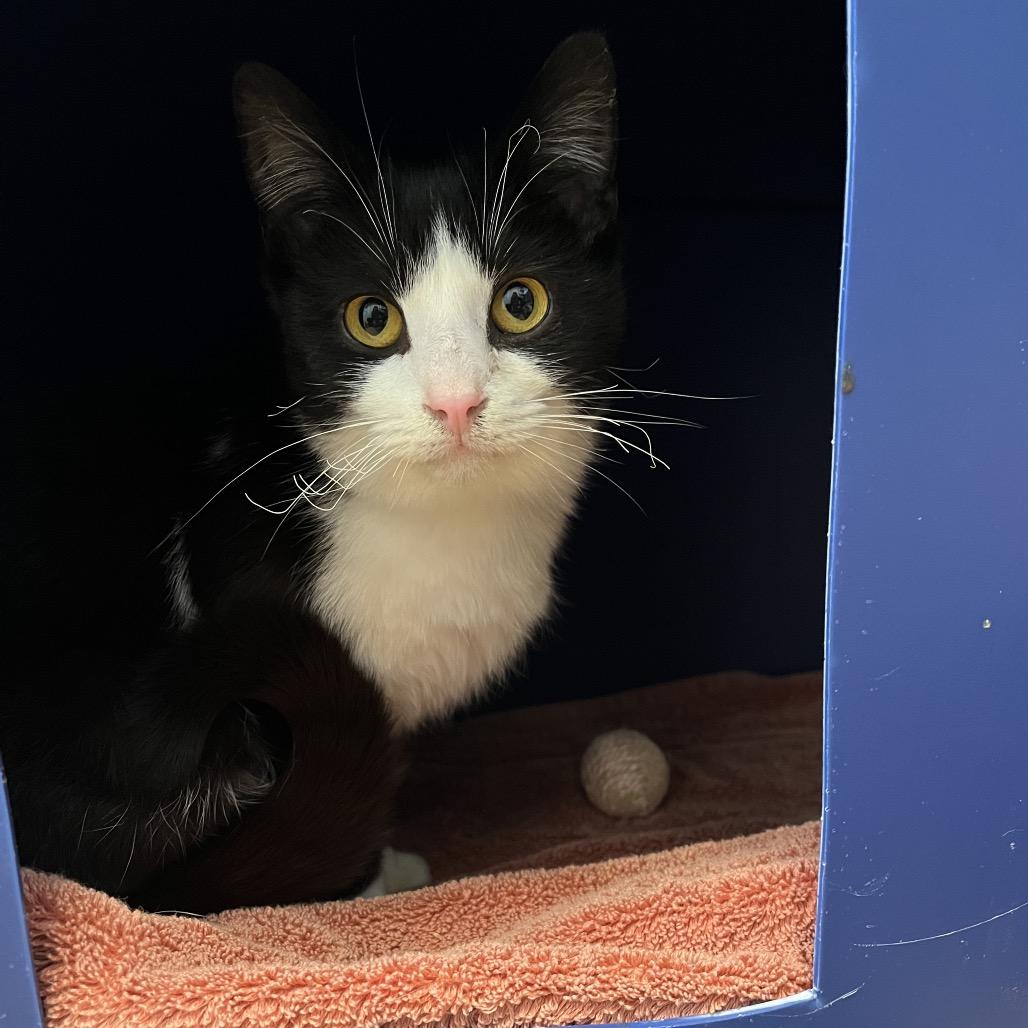 Enlarge Merida-I'm in a foster home! Call to meet with me!, a Adoptable Domestic Short Hair in Bristol, IN image 2/6