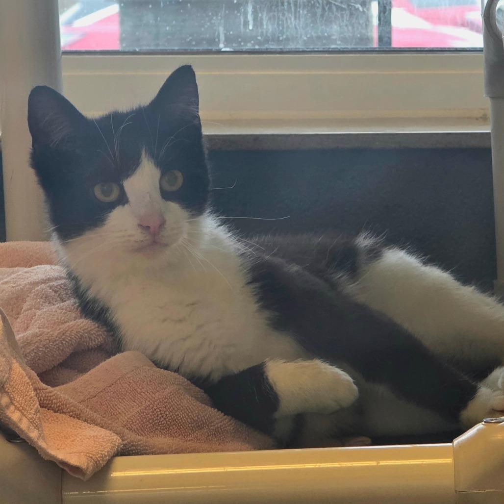 Enlarge Merida-I'm in a foster home! Call to meet with me!, a Adoptable Domestic Short Hair in Bristol, IN image 3/6