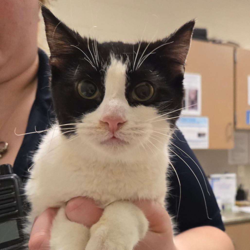 Enlarge Merida-I'm in a foster home! Call to meet with me!, a Adoptable Domestic Short Hair in Bristol, IN image 4/6