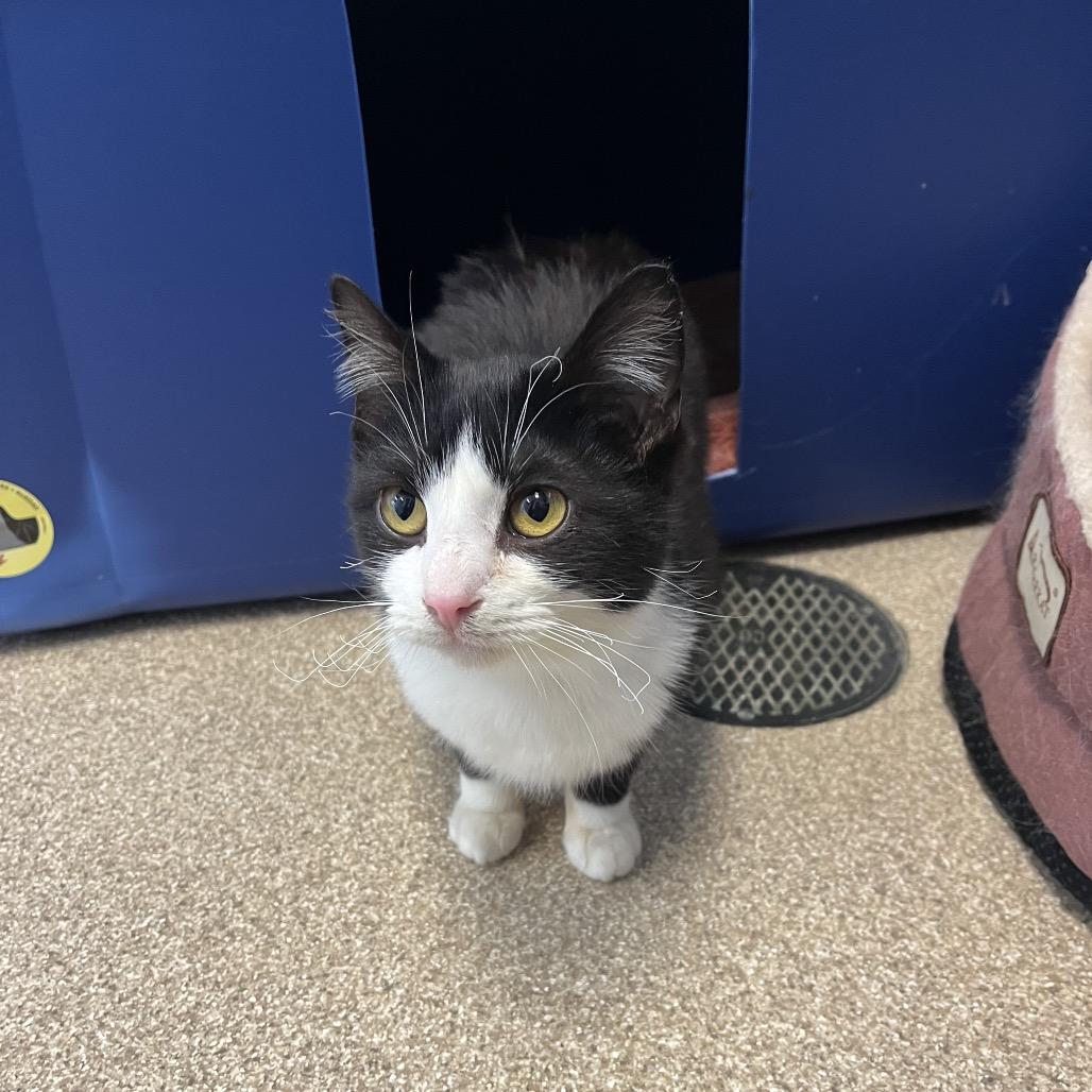 Enlarge Merida-I'm in a foster home! Call to meet with me!, a Adoptable Domestic Short Hair in Bristol, IN image 5/6