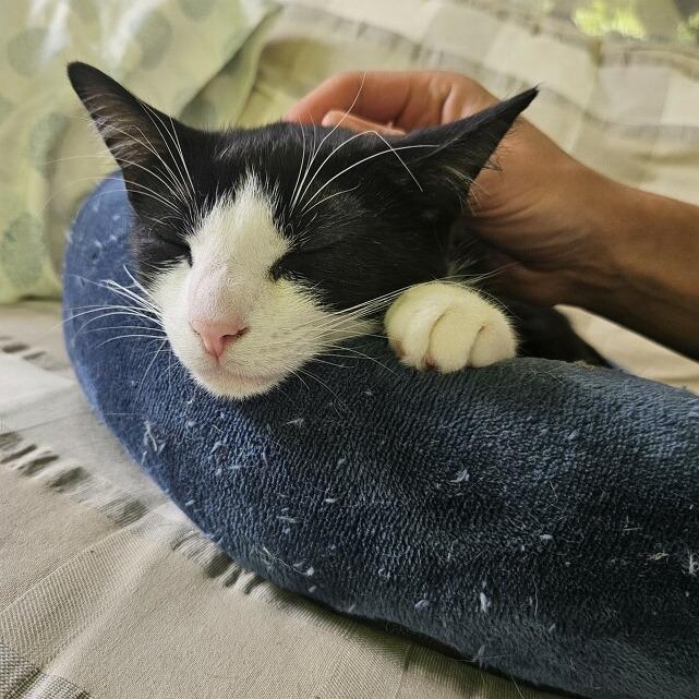 Merida-I'm in a foster home! Call to meet with me!, a Adoptable Domestic Short Hair in Bristol, IN image 6/6