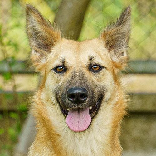 Scarlett (Soi Dog), a Adoptable mixed breed in San Diego, CA image 1/2
