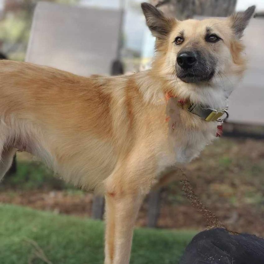 Scarlett (Soi Dog)
