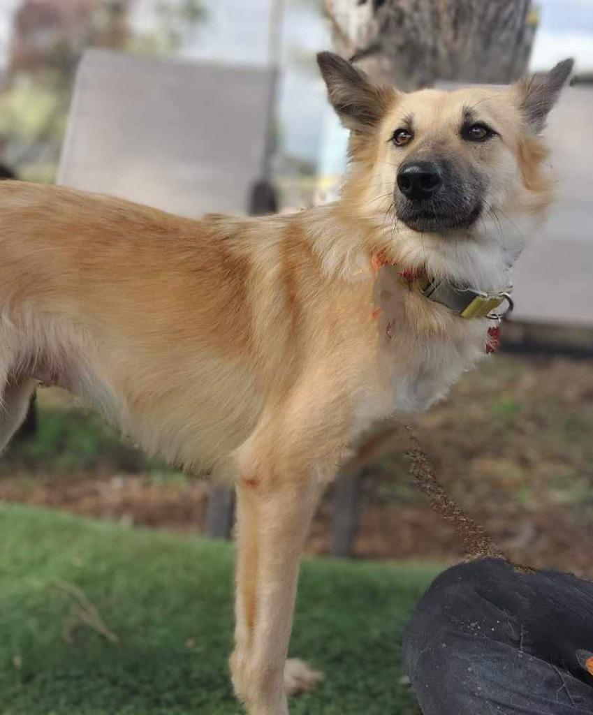Scarlett (Soi Dog), a Adoptable mixed breed in San Diego, CA image 2/2
