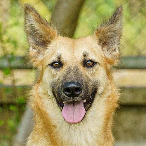 Scarlett (Soi Dog)