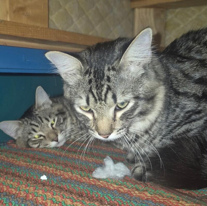Enlarge Moon and Sun - Bonded Pair, a Adoptable mixed breed in Anthem, AZ image 1/4