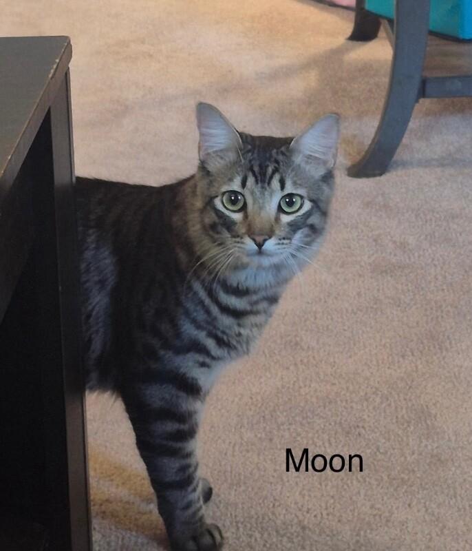 Enlarge Moon and Sun - Bonded Pair, a Adoptable mixed breed in Anthem, AZ image 3/4