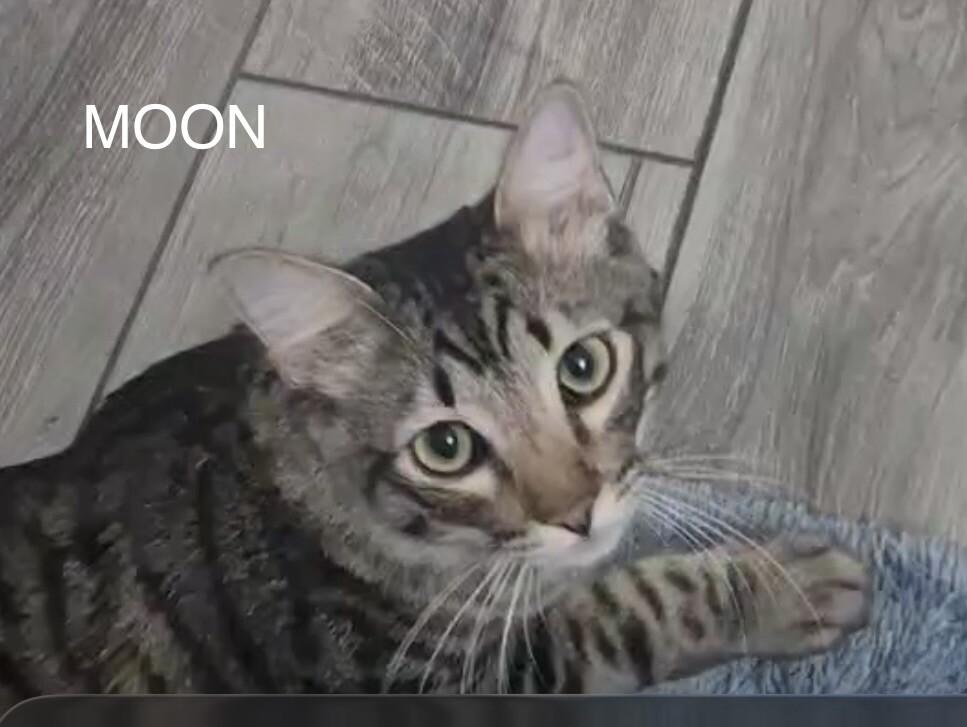 Enlarge Moon and Sun - Bonded Pair, a Adoptable mixed breed in Anthem, AZ image 4/4