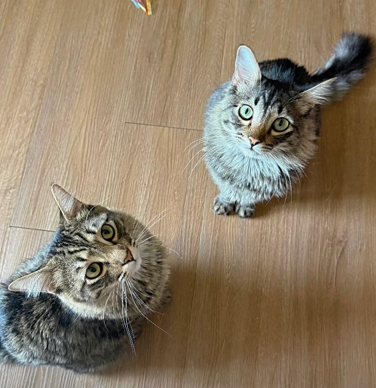 Enlarge Moon and Sun - BONDED Pair, a Adoptable mixed breed in Anthem, AZ image 4/6