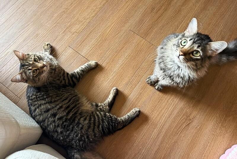 Enlarge Moon and Sun - BONDED Pair, a Adoptable mixed breed in Anthem, AZ image 5/6