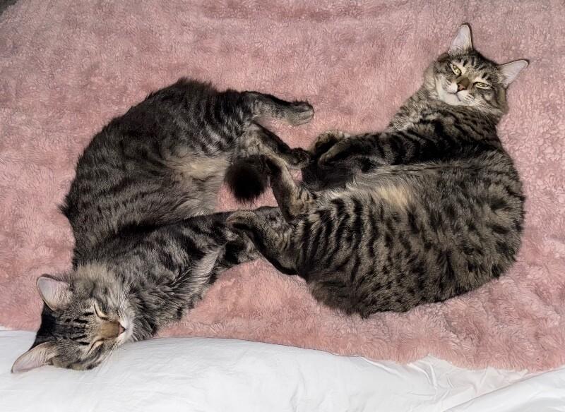 Enlarge Moon and Sun - BONDED Pair, a Adoptable mixed breed in Anthem, AZ image 6/6