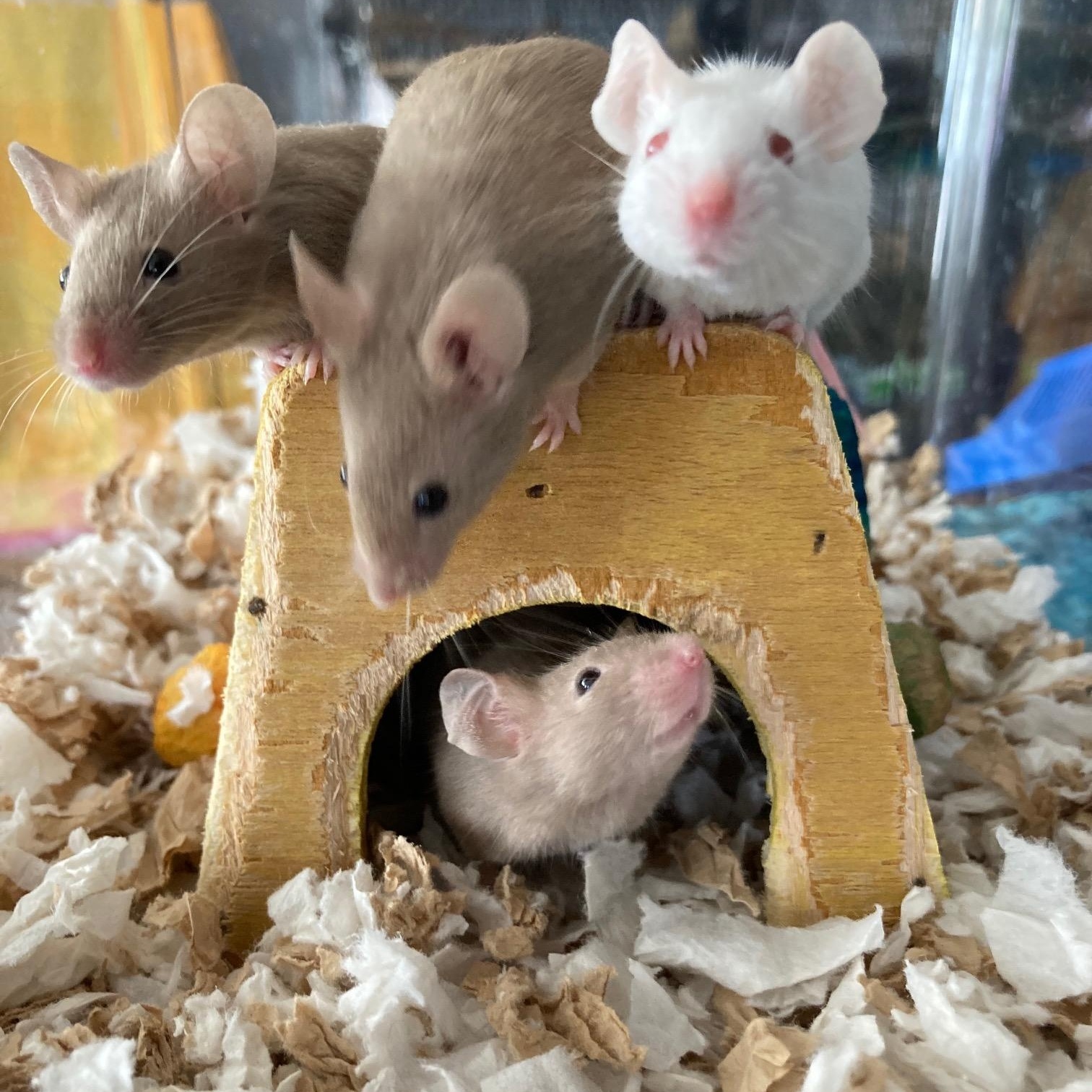 Amelia, Perla, Dot & Opal, Adoptable, Young Female Mouse.