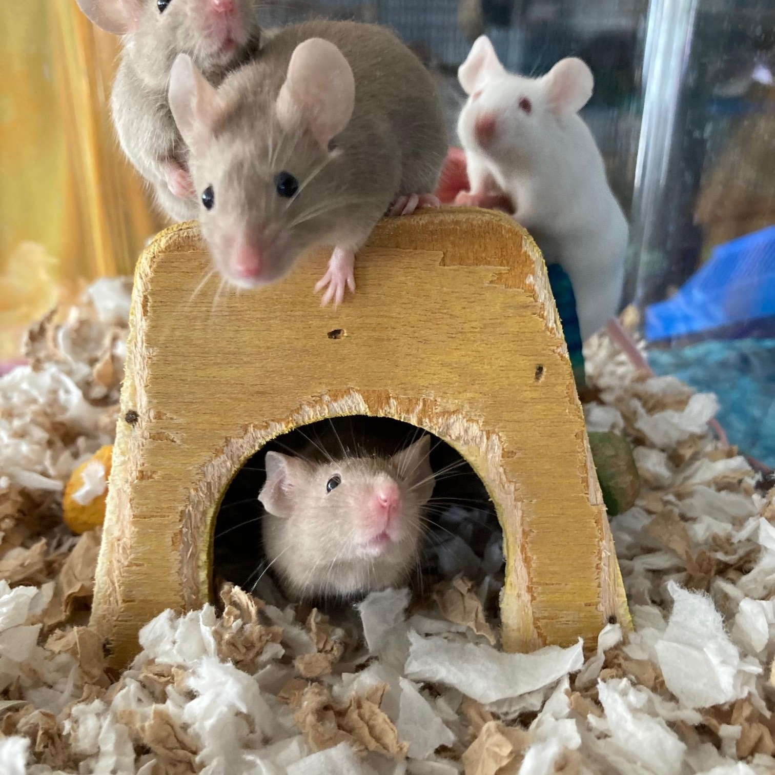 Enlarge Amelia, Perla, Dot & Opal, a Adoptable Mouse in Grand Rapids, MI image 2/2
