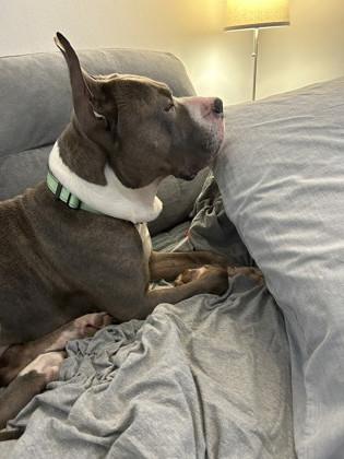 Piccolo, a Adoptable Mixed Breed in Miamitown, OH image 2/3