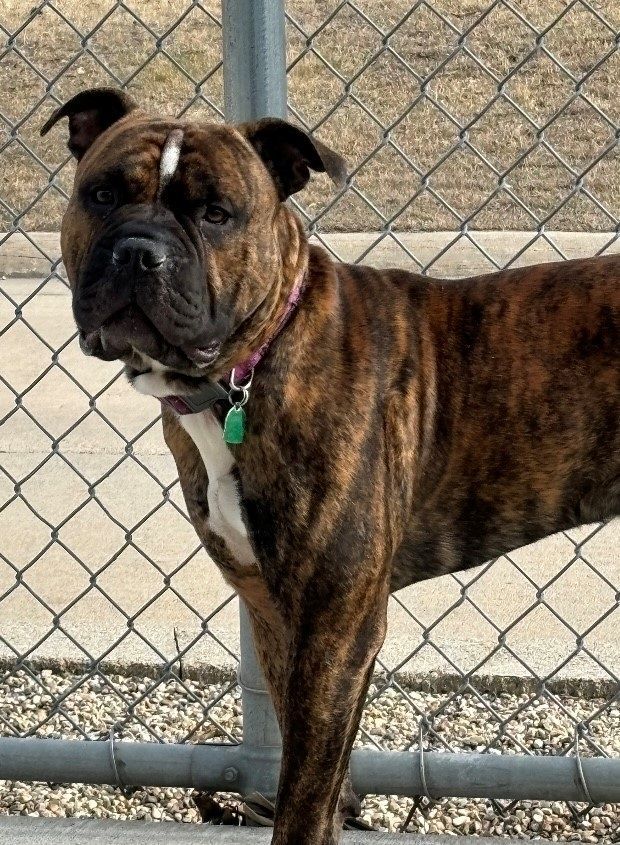 Enlarge Gizmo, a Adoptable American Bulldog in Mason City, IA image 1/1