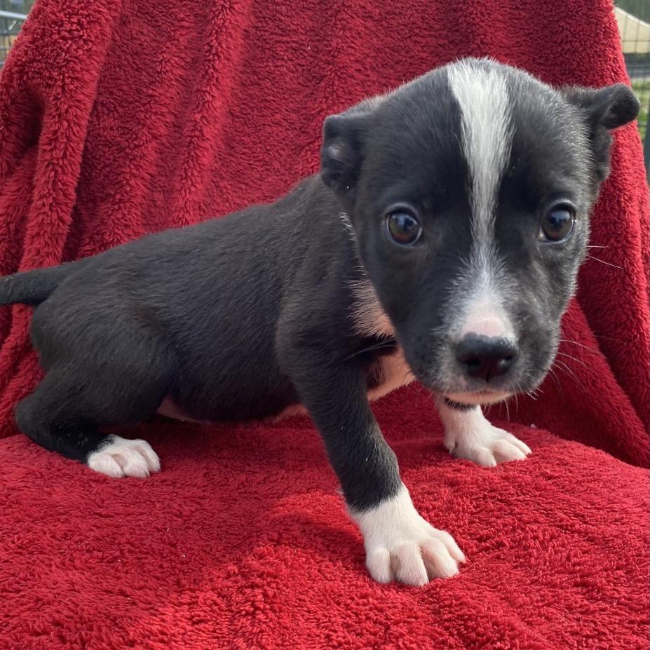 Jadis, Adoptable, Puppy Female German Shepherd Dog.