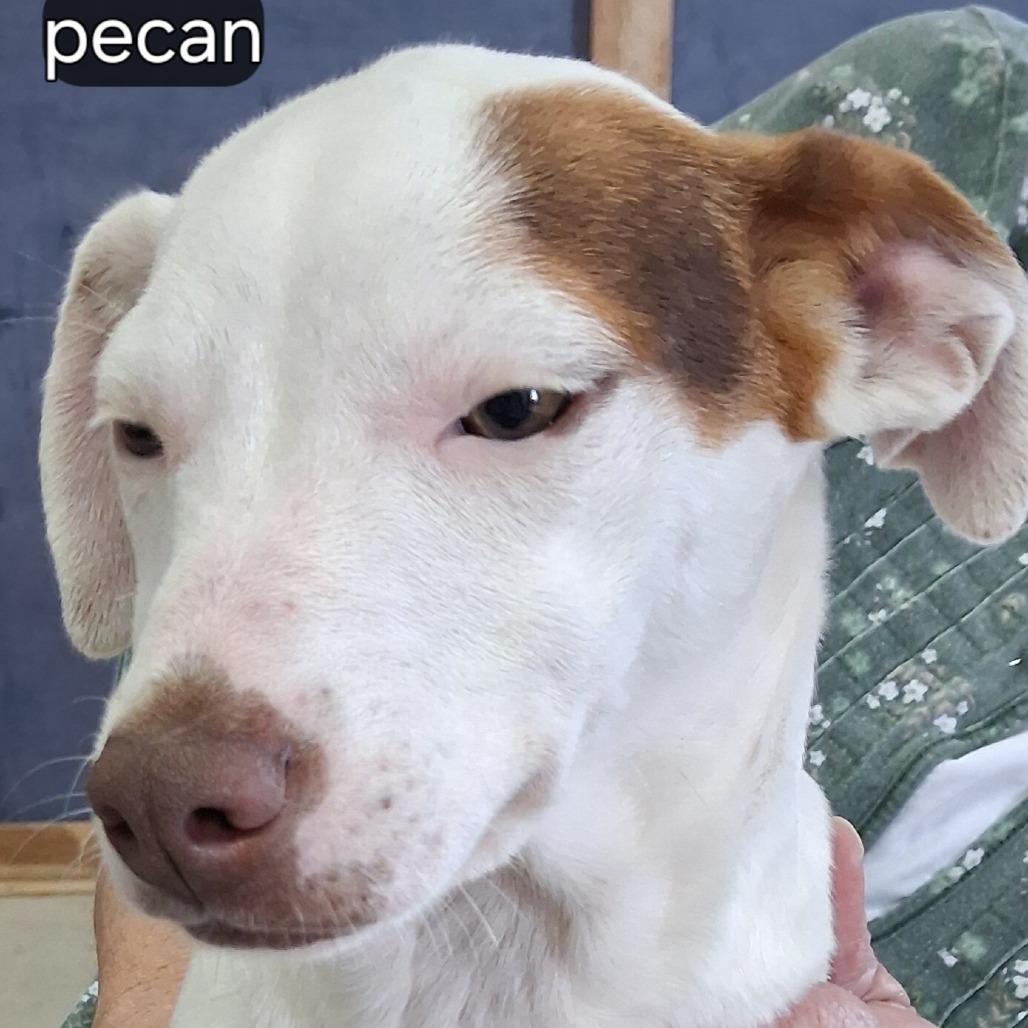 Enlarge Pecan, a Adoptable mixed breed in Sylvania, GA image 1/1