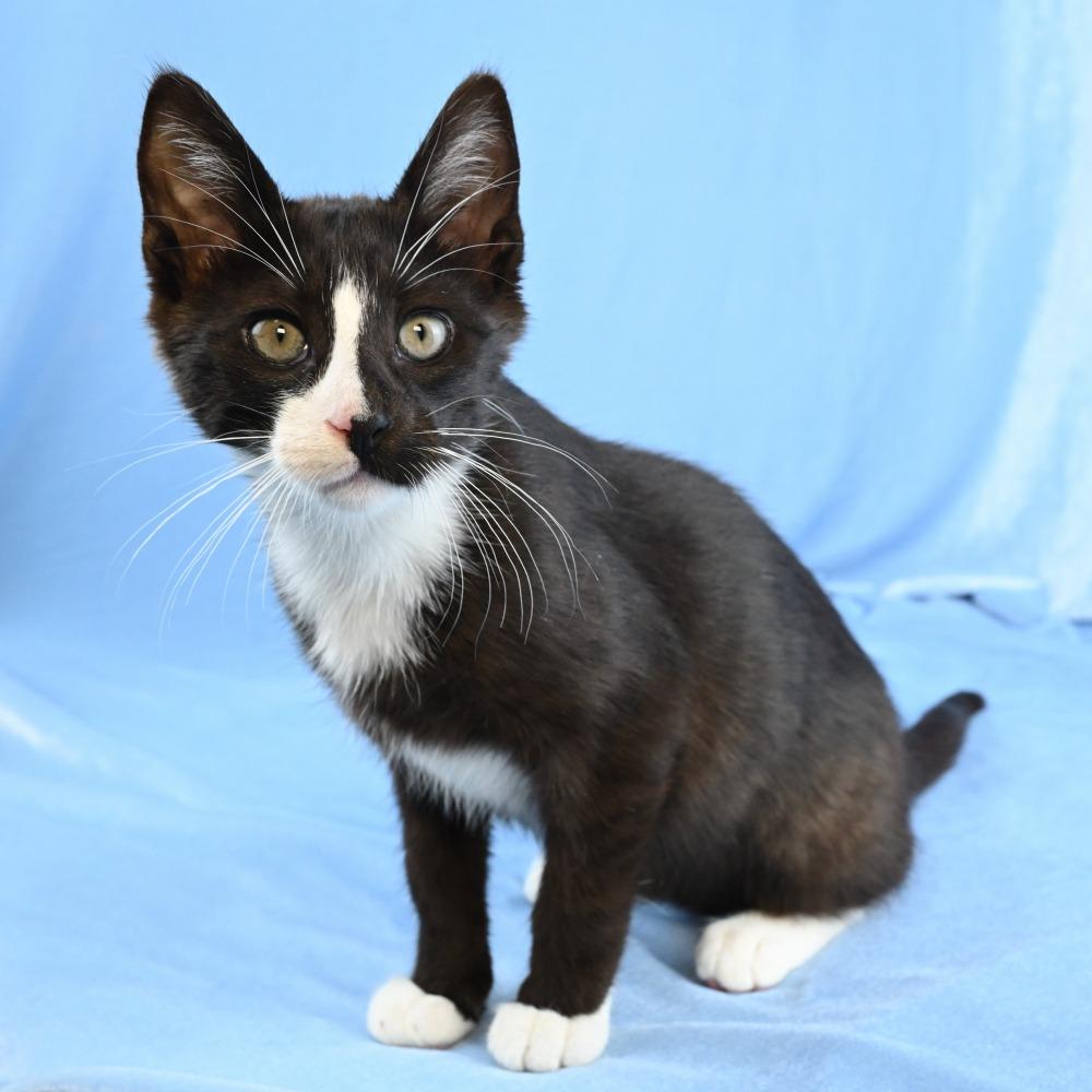 Enlarge Casino, a Adoptable Domestic Short Hair in Mobile, AL image 1/6