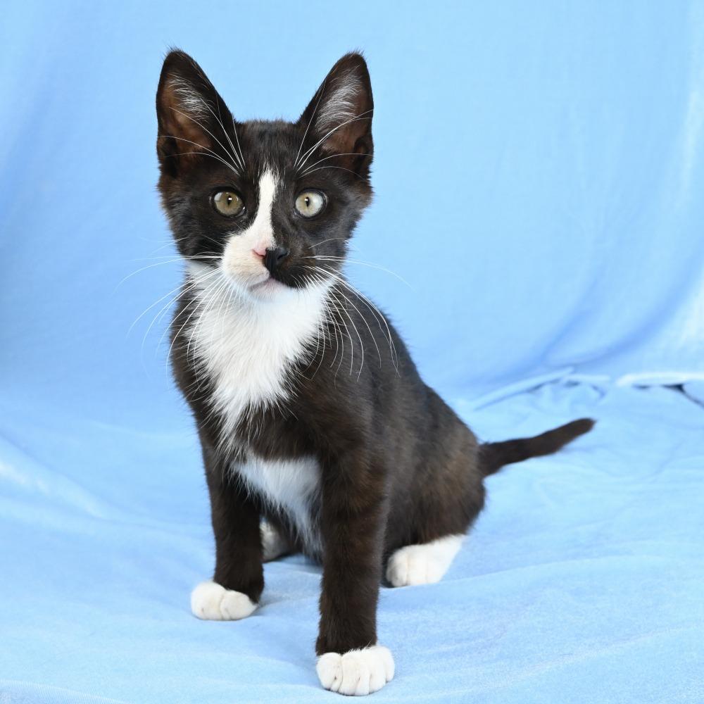 Enlarge Casino, a Adoptable Domestic Short Hair in Mobile, AL image 2/6
