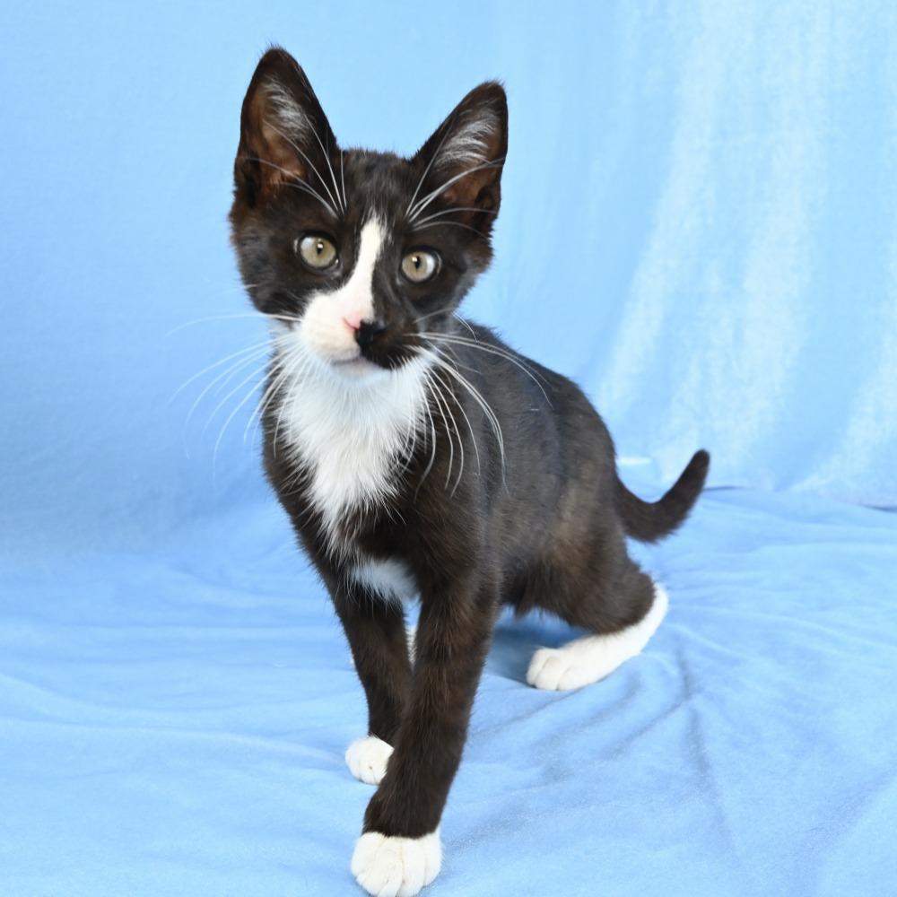 Enlarge Casino, a Adoptable Domestic Short Hair in Mobile, AL image 4/6