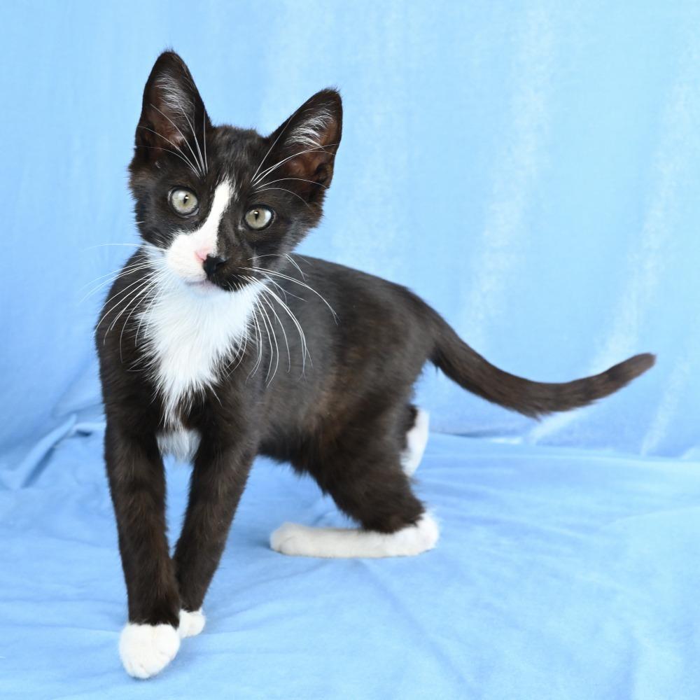 Enlarge Casino, a Adoptable Domestic Short Hair in Mobile, AL image 6/6